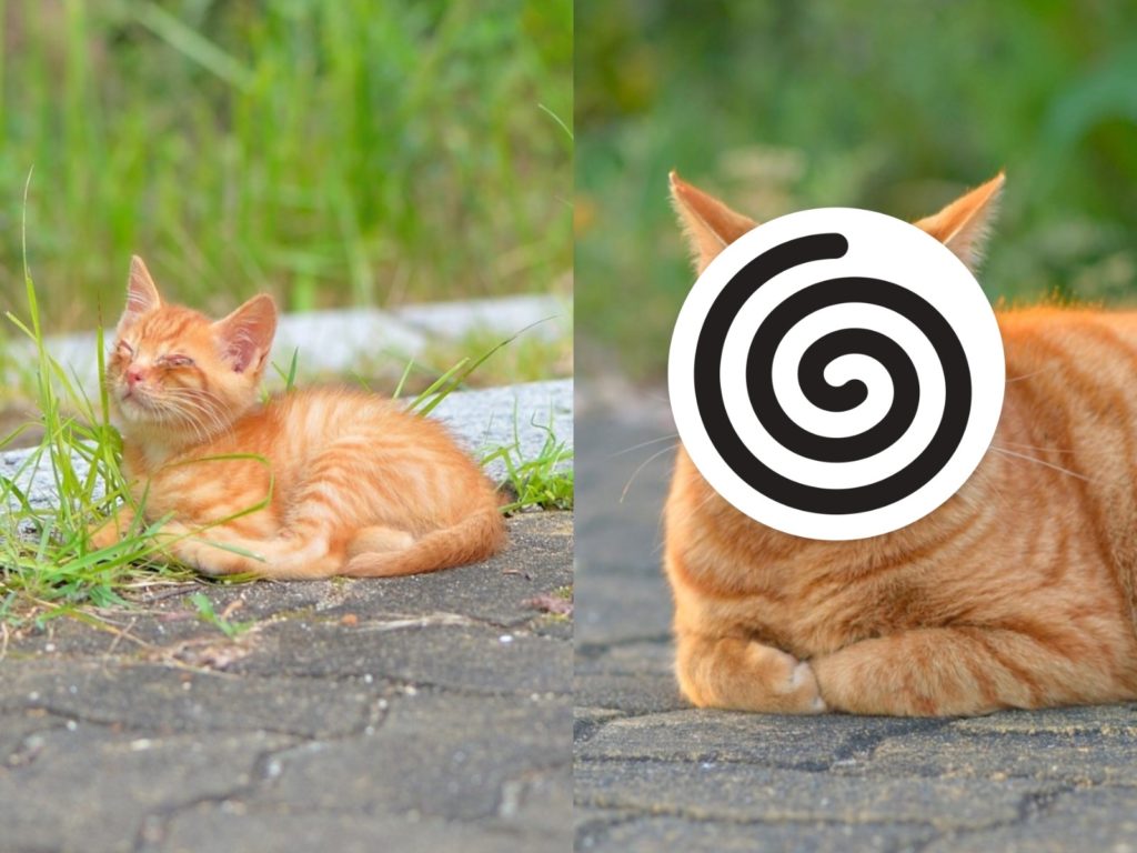 推主事隔三年舊地重遊時，在同一地點遇見同一隻橘貓（圖／twitter@chacha_nene_jp）