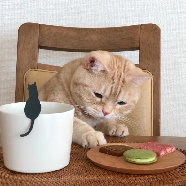 日本橘貓太貪吃　奴才為牠拍「吃貨趴桌照」竟意外爆紅！