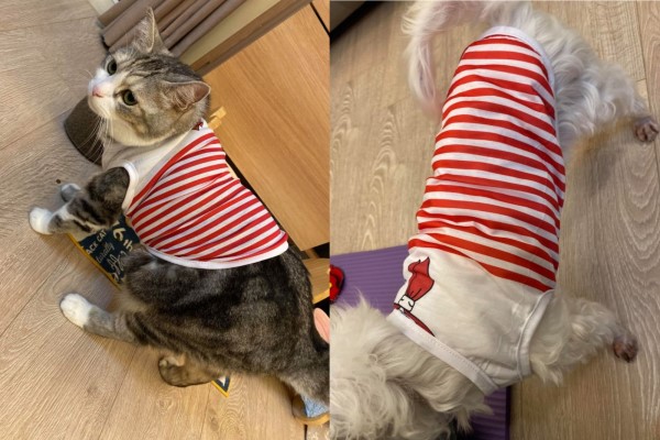 給貓咪買衣服發現「全部有瑕疵」　往下一看網友全笑瘋！