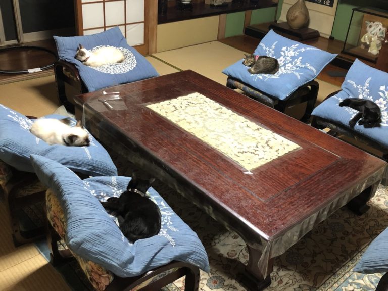 日本一貓奴家的五隻貓咪分別睡在椅子上，看起來好像在開幹部會議（圖／twitter@Gapogata）