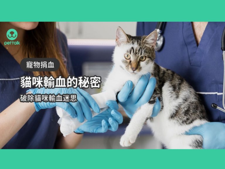貓咪輸血很難配嗎？一次看懂貓咪輸血小秘密｜專業獸醫—柯亞彤
