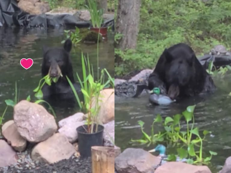 一頭野生黑熊亂入屋主家魚池玩耍，不僅吃葉子還玩起橡皮鴨（圖／翻攝自Youtube@ViralHog）