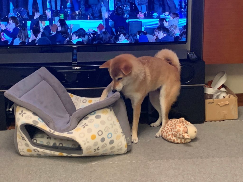 柴柴收到可愛寵物屋，卻不知道怎麼用正確的方式睡覺。（圖／Twitter@mugimugi0118） 