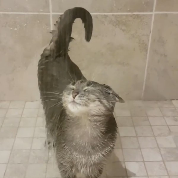 貓咪愛沖澡每天堅持陪媽洗香香　網驚：順便喝水嗎？