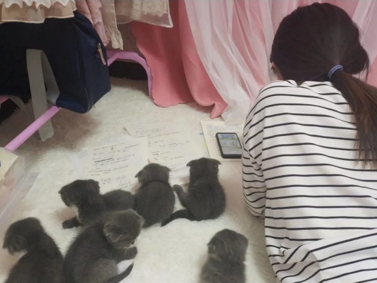 推主日前在一群小貓旁邊讀書，下秒就背上長貓了。（圖／Twitter@nagisa9008） 