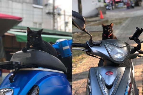 影／女子急上班黑貓霸占摩托車狂回嘴　她無奈：不然你養我？