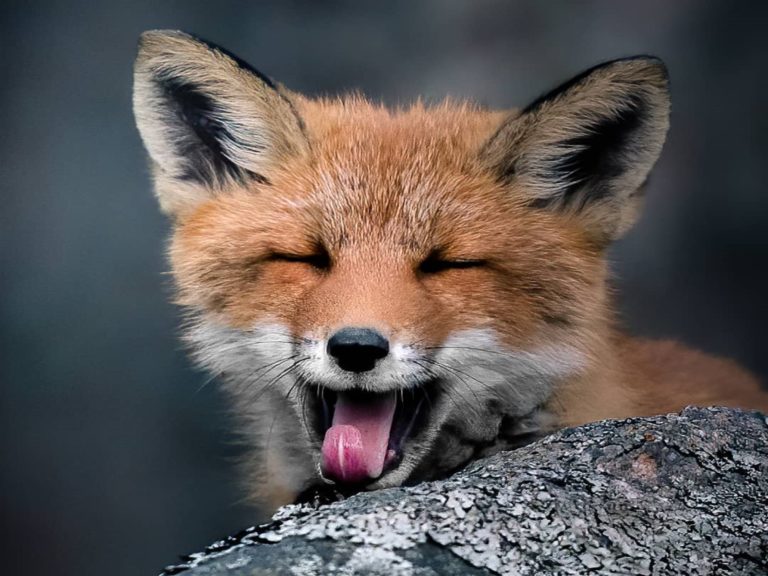 芬蘭攝影師花了三年時間與狐狸家族親近，才得以捕捉到狐狸打哈欠的有趣瞬間（圖／IG@photosysse）