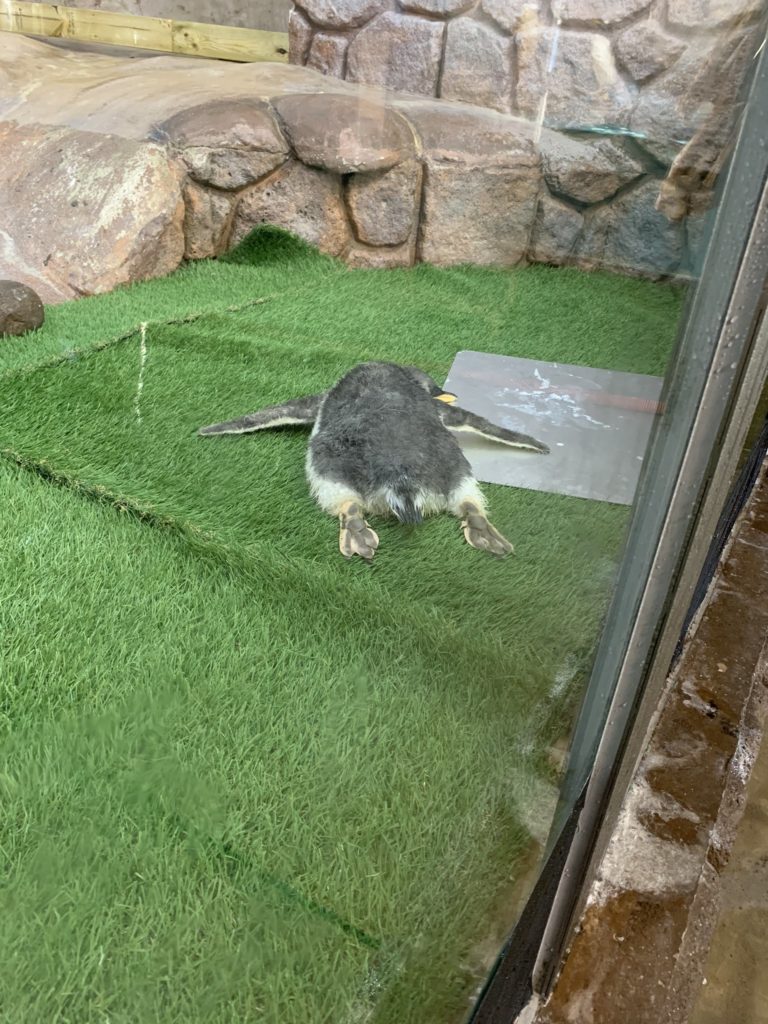 一名熱愛企鵝的遊客來到動物園，驚見企鵝趴地的畫面（圖／Twitter@penKingdom）