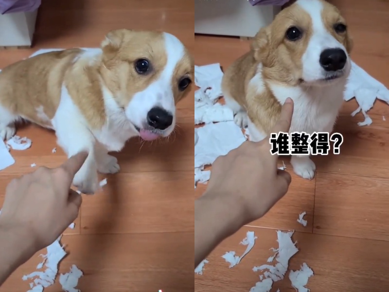 聽不到～偶聽不到～（圖／抖音@chachapipi） 