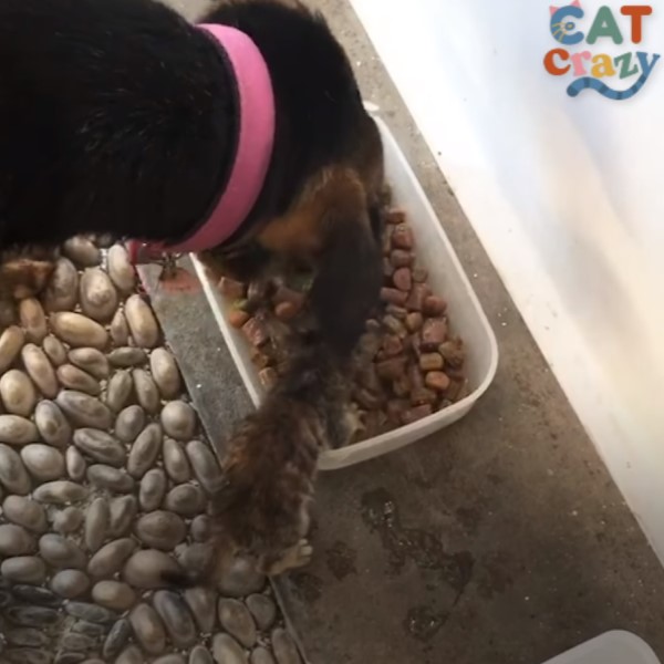 小浪貓「半路認狗」當作媽　大汪直接收編：我照顧你！