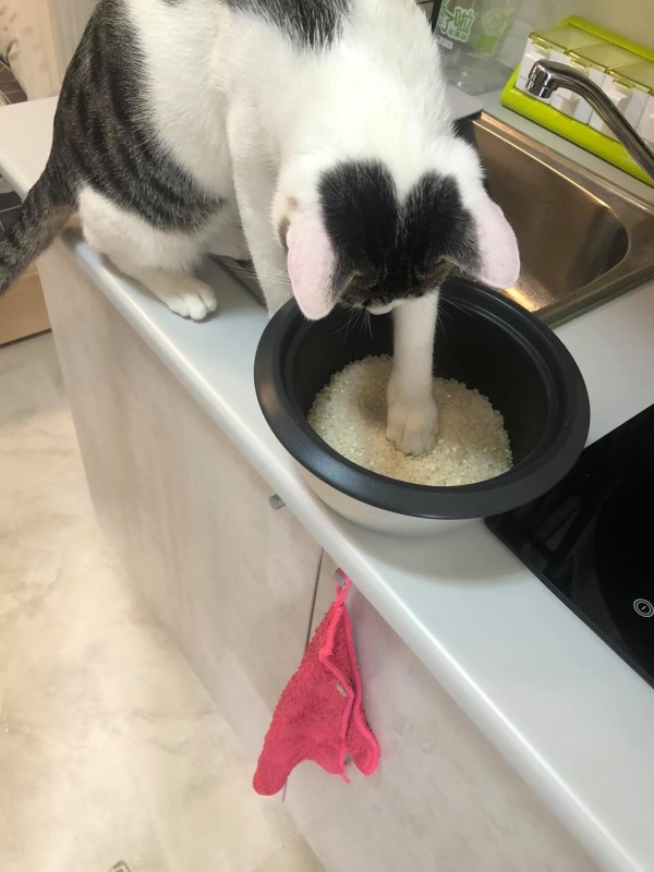 礙事「家政貓」堅持幫忙洗米她嘆：這不是貓砂好嗎？