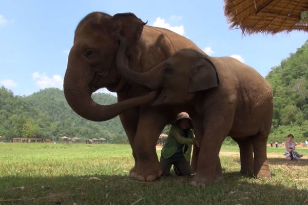 大象媽攔截導覽飼育員　竟要她「唱搖籃曲」幫哄小孩睡覺！
