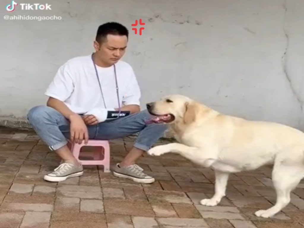 一隻拉拉故意抬起左前腳模仿主人受傷（圖／翻攝自Tik Tok@ahihidongaocho）