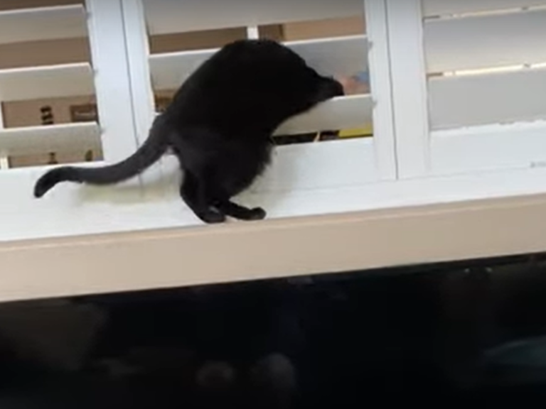 貓是液體做的證明！見證黑貓「軟骨功」整身鑽過百葉窗
