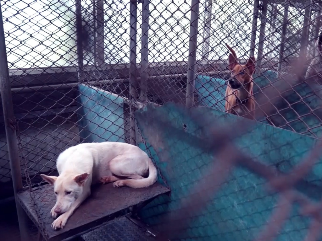 愛心大爆發！動物救援小組助基隆收容所募200桶煤油（圖／台灣動物緊急救援小組）