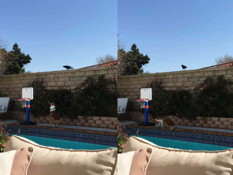 國外一隻柯基只顧對著烏鴉叫囂，不注意便失足「一腳栽進」游泳池（圖／翻攝自Youtube@ViralHog）