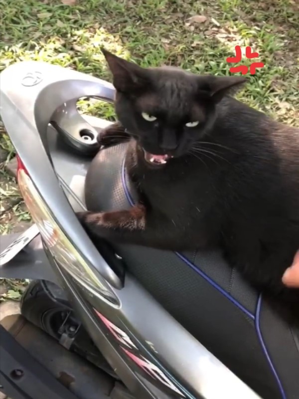 影／女子急上班黑貓霸占摩托車狂回嘴　她無奈：不然你養我？