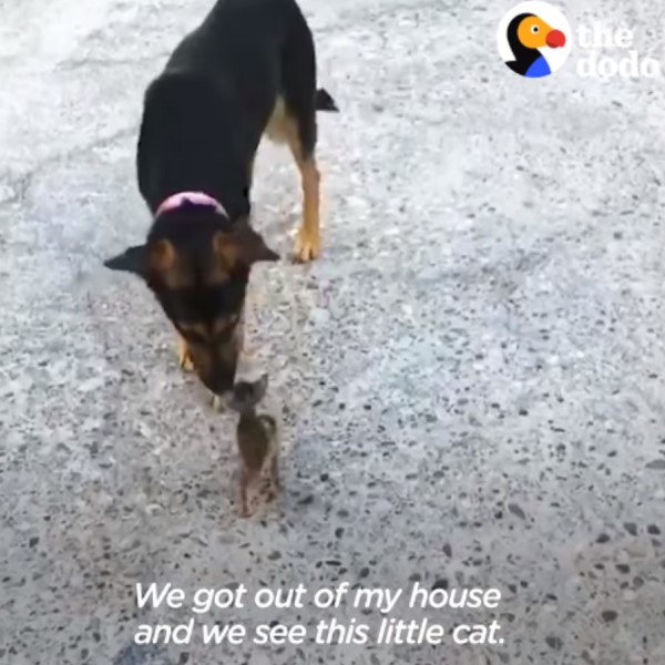 小浪貓「半路認狗」當作媽　大汪直接收編：我照顧你！