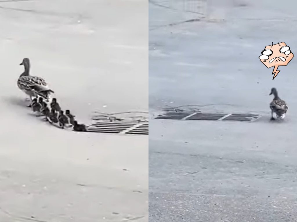 鴨媽帶孩子走時沒注意到水溝蓋，小鴨不小心跌了進去讓牠緊張不知所措。（圖／reddit@u/SalvatoreGannaci） 