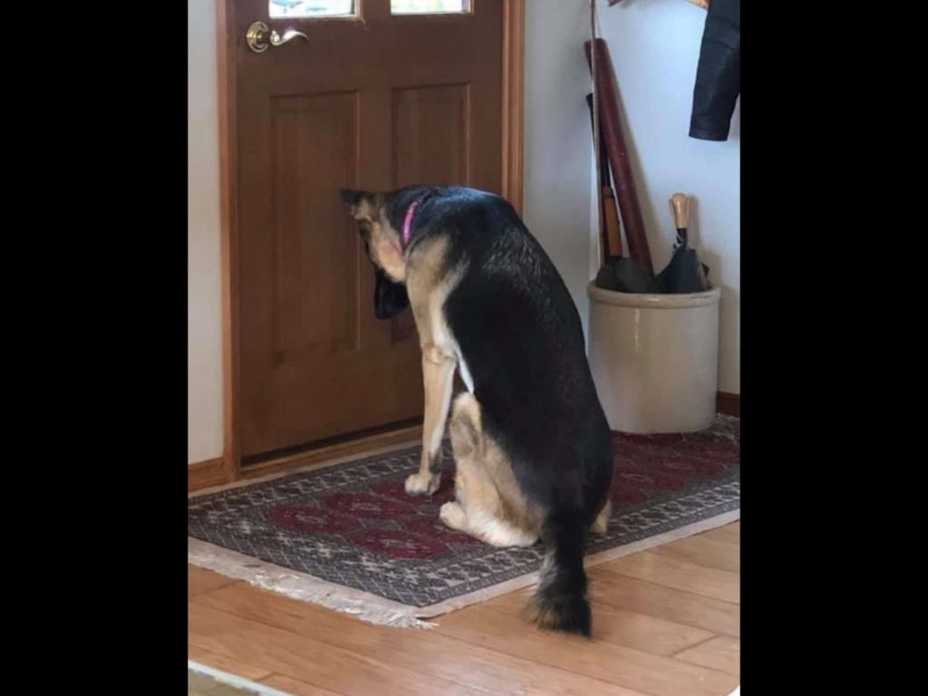 Собака закрывает дверь. Собака ждет. Овчарка ждет хозяина. Дверь для собаки. Собака сидит ждет.
