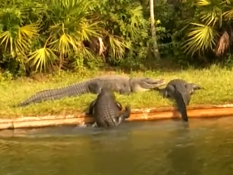 一隻短吻鱷試圖上岸做日光浴，沒想到卻怎麼爬都爬不上去！（圖／Twitter@Relentlessbored）