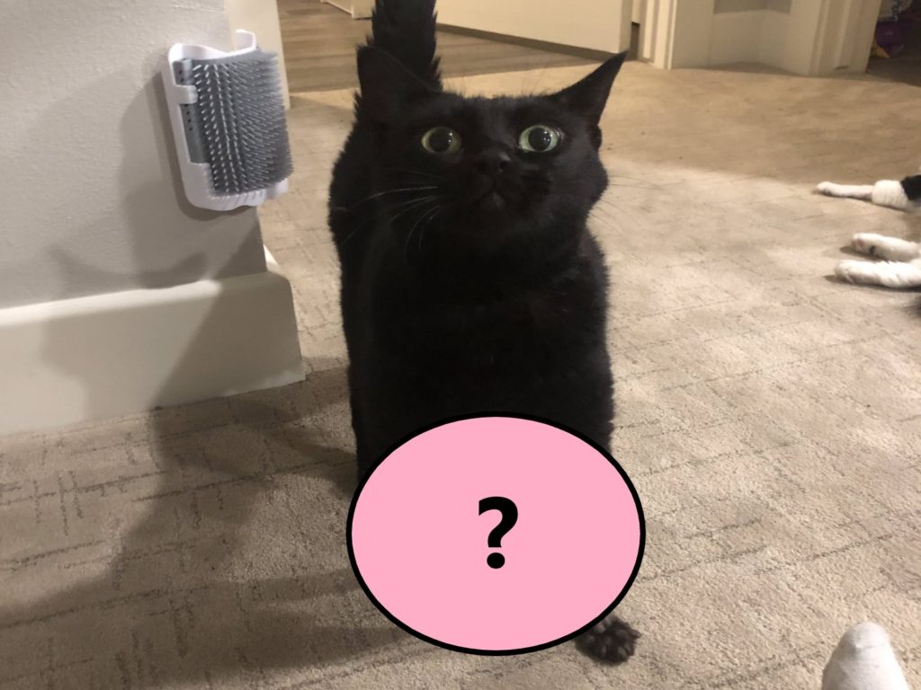 國外一隻黑貓因為手術需要被剃毛，但是模樣非常特別（圖／twitter@trashlyn_）