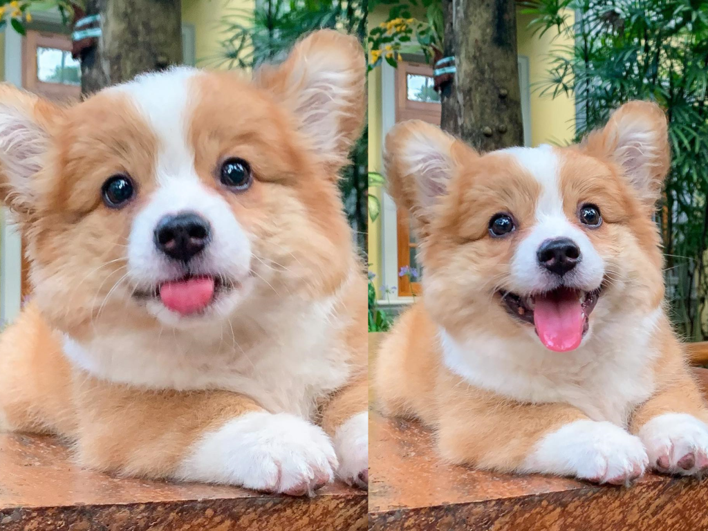 最近一隻呆萌小柯基，傻笑吐舌的表情連發，萌暈不少網友！（圖／IG@cooperandbaby_corgi）