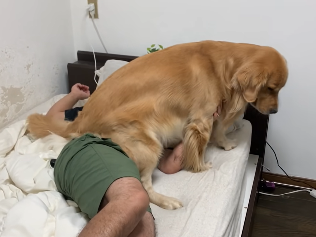 日本一隻金金，面對賴床不起的主人，使出一屁股坐在身上絕招！（圖／Youtube@ジョイの小部屋）