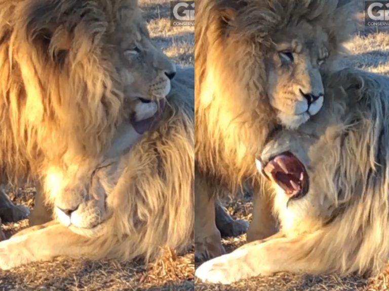 公獅被同伴狂蹭舔好舒服　下秒卻假裝怒吼：鼻要啦有人在看！

