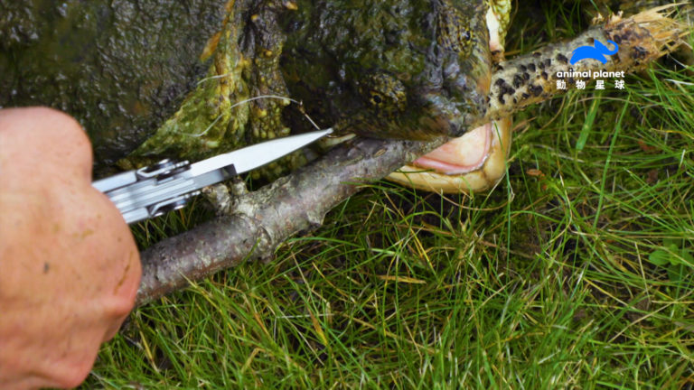 彼得森幫一隻鱷龜拔除喙上的魚鉤（圖／動物星球頻道提供）