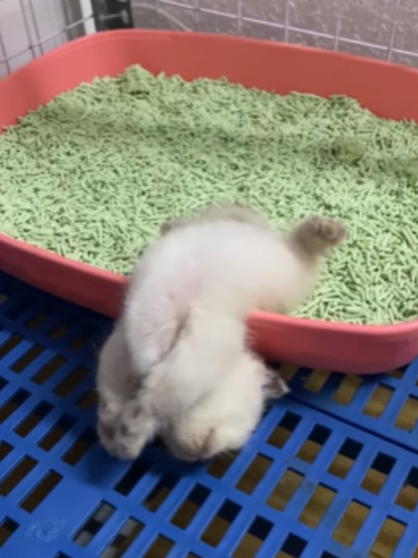 小貓「大斷電」超怪姿勢仰睡貓砂盆　網笑：不會落枕嗎？