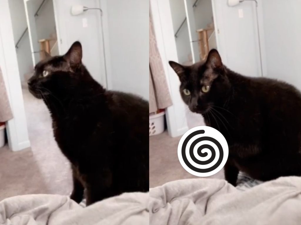 國外一隻黑貓莫名伸出爪子發呆（圖／Tik Tok@tehkinki）