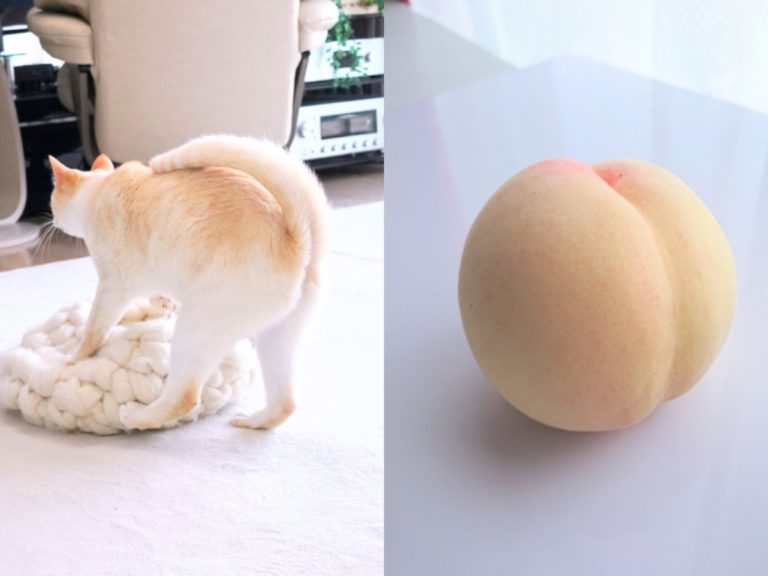 日本一隻貓咪的屁屁激似美味可口的水蜜桃（圖／twitter@wakaponsan）