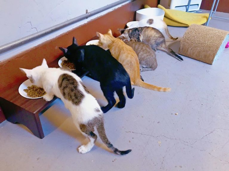 南園食堂為許多貓咪找到好主人（圖／FB@南園食堂授權）