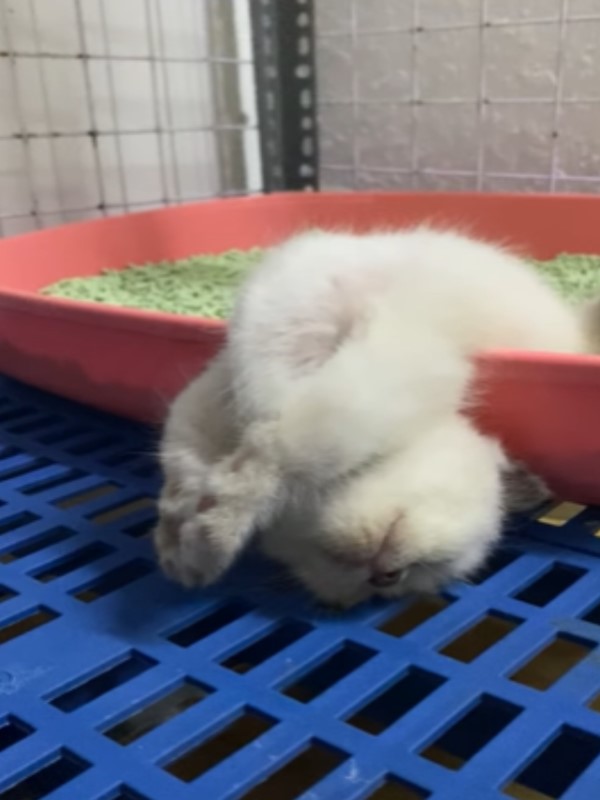 小貓「大斷電」超怪姿勢仰睡貓砂盆　網笑：不會落枕嗎？
