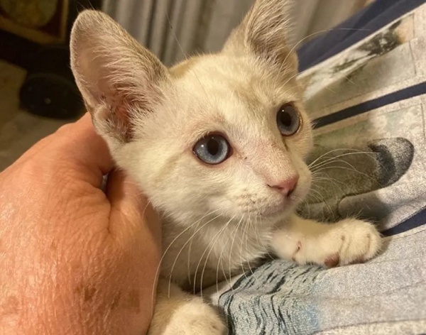 小貓哈里斯很快就被選中，即將脫離中途生活，前往幸福家園。（圖／Alley Cat Rescue） 