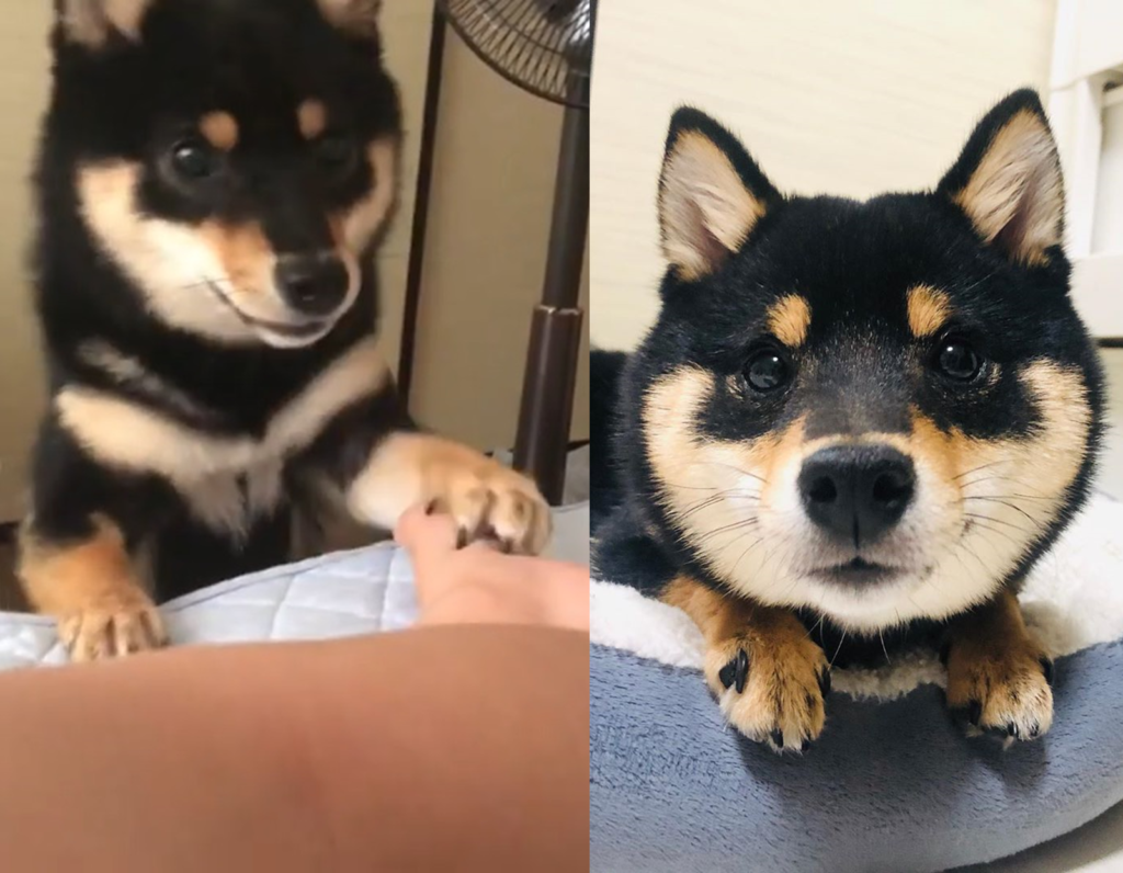 日本一隻黑柴每天早上準時叫主人起來，儼然是隻鬧鐘！（圖／IG@komame1019）