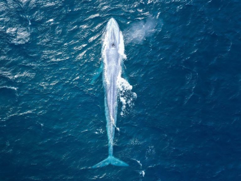 藍鯨出現在澳洲海岸，驚艷所有的人，更是雪梨百年來僅三次目睹藍鯨！（圖／IG@seansperception）