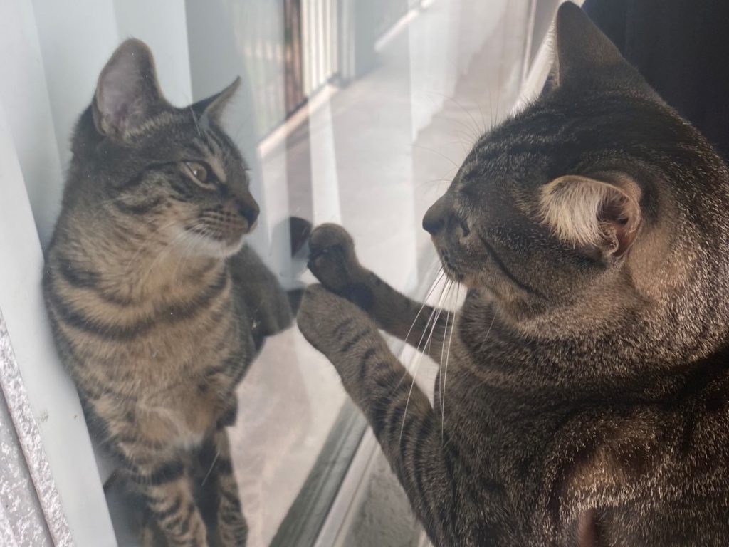 日本一隻虎斑貓遇到和自己長得很像的貓，下秒竟回頭對主人大叫。（圖／Twitter@ponzunopon） 