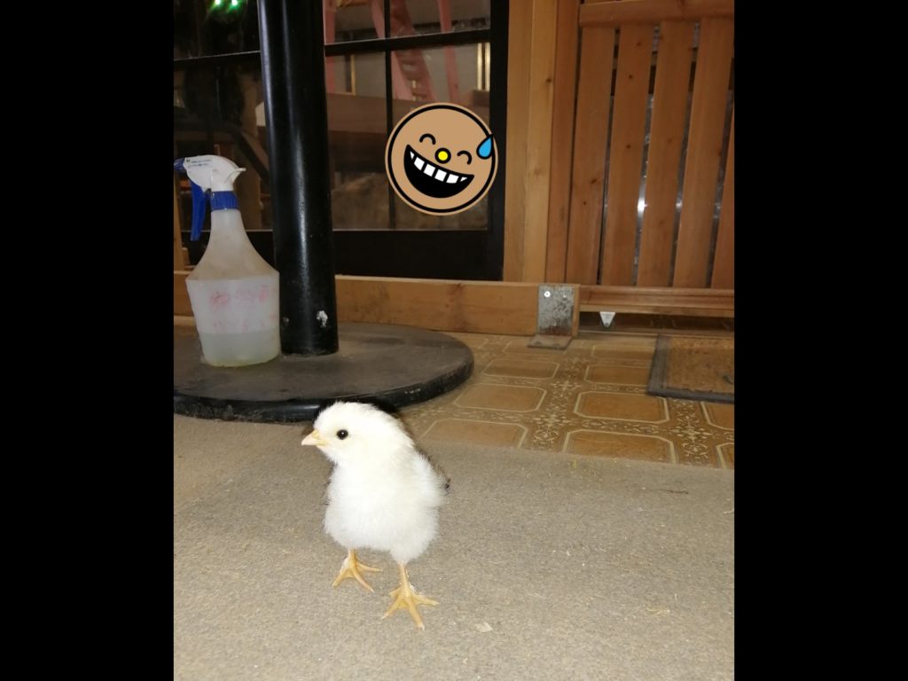 園長想幫新生小雞拍照，想不到後面有6道詭異光線虎視眈眈。（圖／Twitter@hy_6656） 