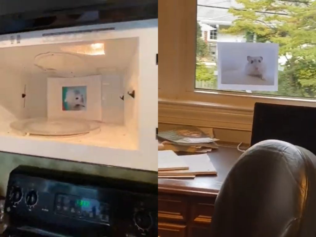 女兒蘇西（Susie）在家中貼滿倉鼠圖片和字條，試圖洗腦蘿拉讓她養倉鼠。（圖／Laura Carns） 