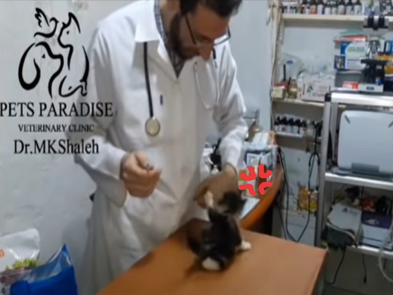 小萌貓討厭打針　生氣抖音狂吼咬獸醫師：偶很兇鼻要過來！
