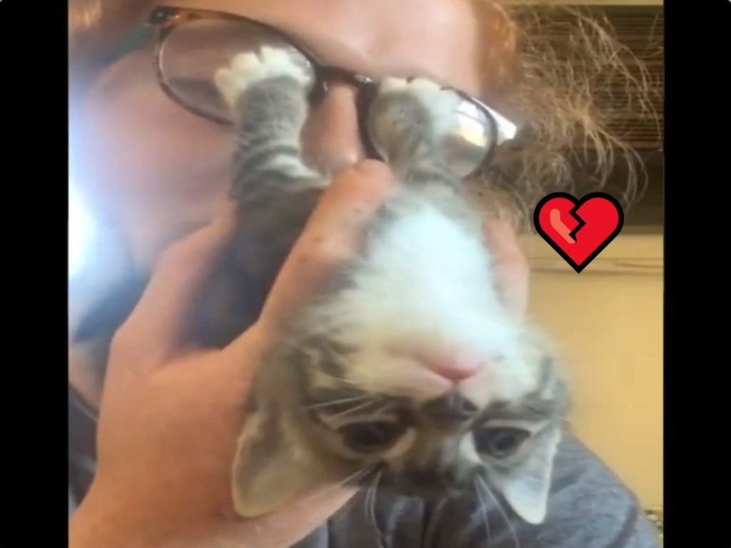 一隻小貓因為不想被女子親親，竟然抵住牠的眼睛表情也很無奈（圖／翻攝自twitter@CatDiscover）