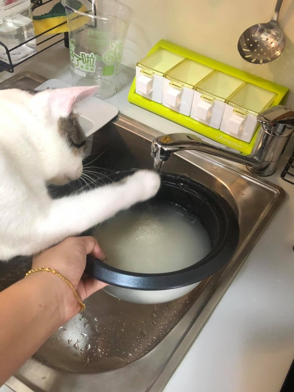 礙事「家政貓」堅持幫忙洗米她嘆：這不是貓砂好嗎？