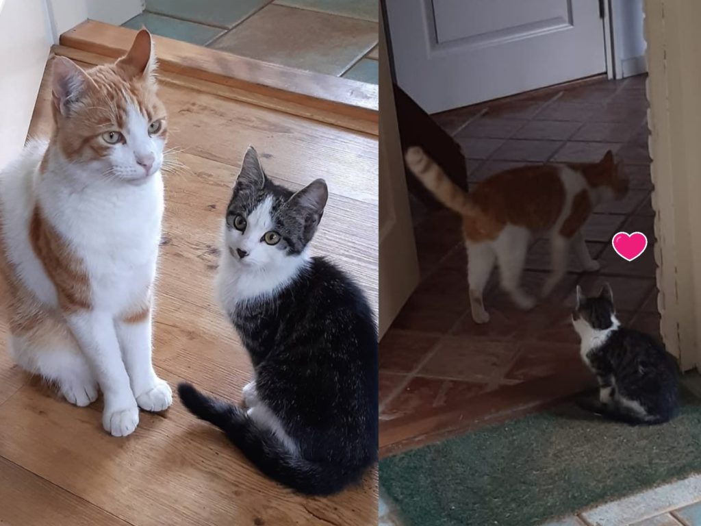 荷蘭一隻橘白貓與小浪貓交朋友混熟後，大方地帶牠回家（圖／IG@la_riek）