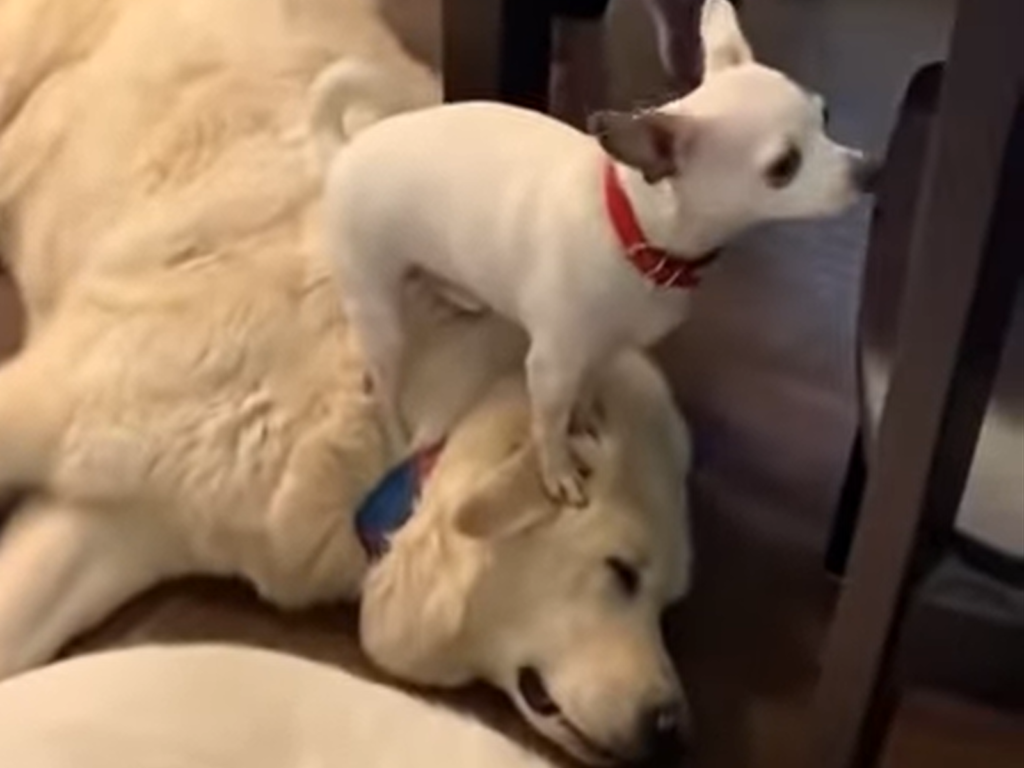 ▲短腿小白狗想爬上餐桌，竟踮腳猛踩大狗當成「腳踏凳」。（圖／翻攝自YouTube@RM Videos）