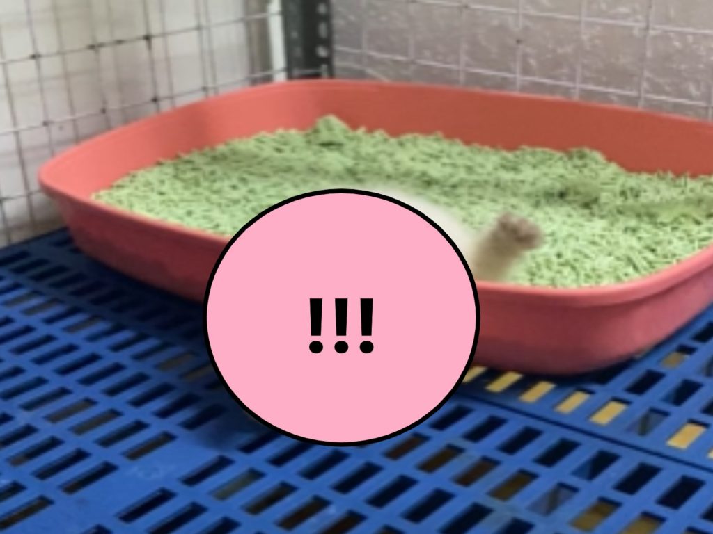 一隻小貓以怪異的仰躺姿勢在貓砂盆的邊緣睡覺（圖／翻攝自Youtube@Vital Hog）