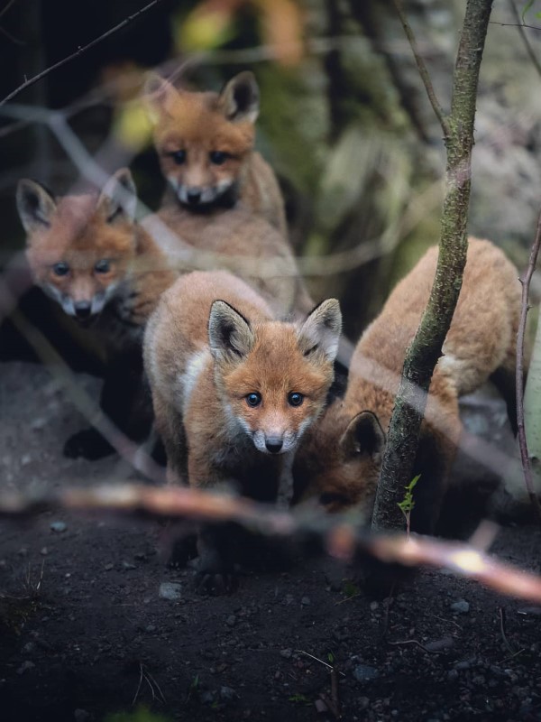 攝影師花3年與狐狸家族混熟　鏡頭下牠們吐舌打哈欠樣樣來