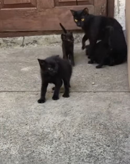 小黑貓一抬頭看見陌生大貓，嚇到炸毛！（圖／翻攝自Tik Tok@lilifilonenko）