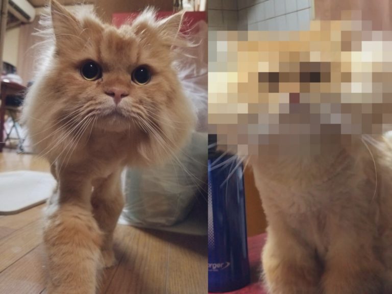 日本推主家的長毛貓日前突然毛髮整個「逆勢生長」，像極了鰲拜。（圖／Twitter@kuraaag） 